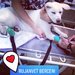 Rujan Vet - Cabinet Veterinar